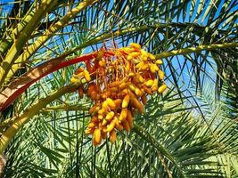 dates growing on a green palm tree on a background of blue sky photo