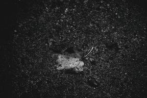 autumn leaf with rain drops lying on the street photo