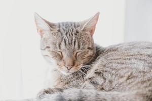 tired gray tabby cat in close-up photo