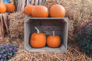 big autumn orange pumpkins in an outdoor garden photo