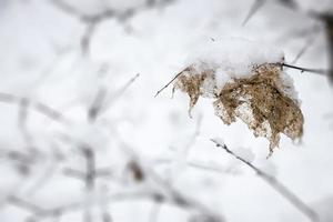 brown leaf on a tree branch against a background of white snow in a winter day in close-up photo