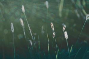 summer grass in a meadow in the warm summer sun on a green background photo