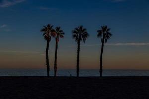 seaside landscape peace and quiet sunset and four palm trees on the beach photo