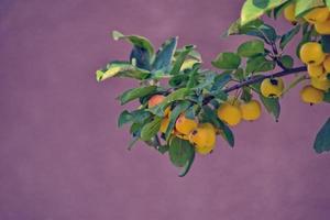 yellow autumn ornamental apples on a branch with green leaves on a pastel background photo