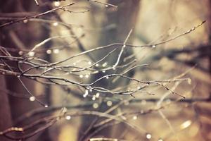 autumn branches of a tree dressed in leaves and raindrops shining in the sun photo