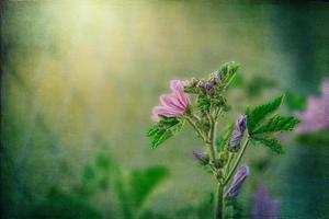 wild purple wild mallow flower on green meadow on spring day in close-up photo