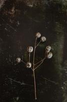 original exotic autumn tree seeds on a dark background photo