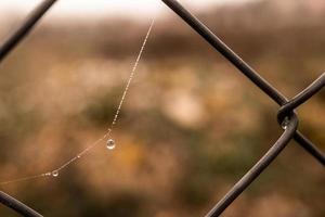 little delicate water drops on a spider web in close-up on a foggy day photo