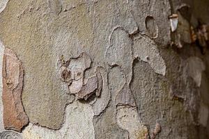 l bark of a plane tree close-up natural background photo