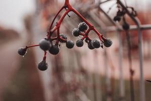 autumn dark blue wild fruit with cobweb and water drops close-up photo