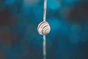 lonely snail in a shell on a branch on the blue background photo