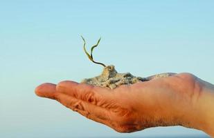 hand and plant photo