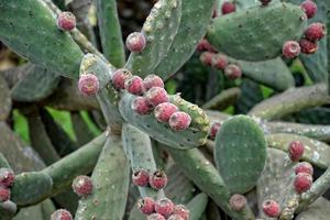 original prickly prickly pear cactus growing in a natural habitat photo