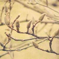 natural willow little willow twig with catkins photo
