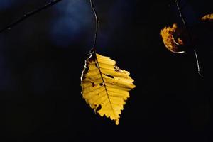 vistoso otoño hojas en un árbol rama en el calentar Brillo Solar foto