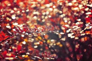 autumn red bush barberry in the rays of the morning sun, photo