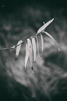 autumn plants with drops of water after the November freezing rain photo