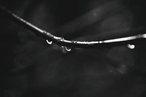 autumn branches of a tree dressed in leaves and raindrops shining in the sun photo