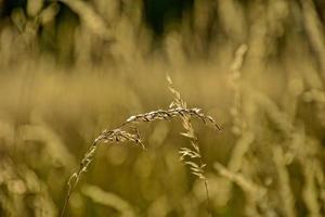 golden summer wild grass in the eternal warm gentle sun photo