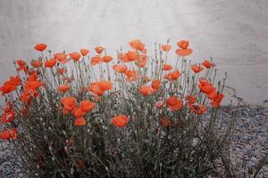 red summer poppy flowers on a light background photo