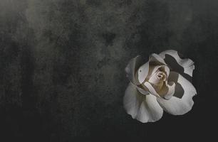 delicado blanco Rosa en el jardín en contra un oscuro antecedentes en el rayos de el Dom foto