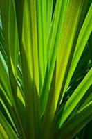 green background with palm leaves in close-up in a natural environment lit by tropical sun photo