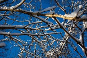 invierno antecedentes con Delgado cubierto de nieve árbol ramas de cerca foto