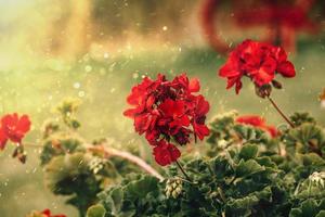 red geranium in close-up in the garden on a green background photo