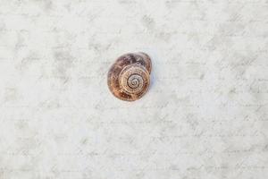 pequeño marrón caracol cáscara en un ligero antecedentes foto