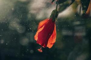 hibiscus flower on a green tree in the warm rays of the sun photo