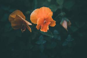 orange pansy in a summer garden against a background of green leaves photo