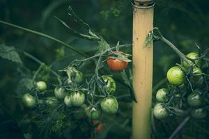 small green and red organic cherry tomatoes on a bush in the garden photo