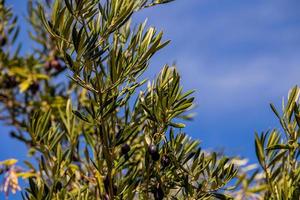 black ripe organic olives on the autumn tree in front of thugs on a warm sunny day photo