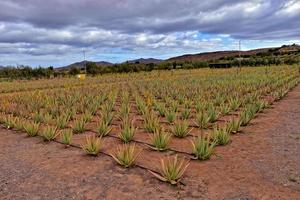 natural large aloe growing on a farm on the Canary Island Fuetaventra in Spain in a natural habitat photo