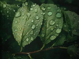 verano planta con gotas de lluvia en verde hojas foto