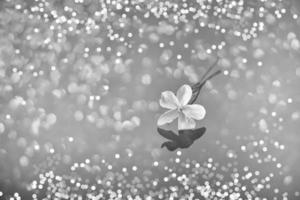 close-up beautiful small delicate single jasmine flower for background photo