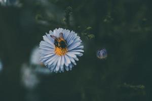 último otoño azul flores en un verde antecedentes en el jardín de cerca foto