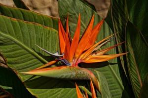 hermosa floreciente real Strelitzia en contra el antecedentes de verde hojas en un natural ambiente en el jardín foto