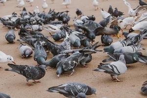 birds, pigeons and terns during winter feeding in a park in Poland photo