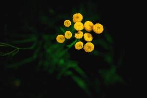 yellow flower on a green background in autumn meadow in close-up photo