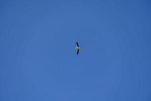 stork bird in flight against a blue cloudless sky background photo