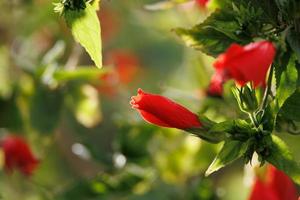 hibiscus flower on a green tree in the warm rays of the sun photo