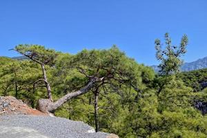 beautiful view of the Turkish mountains covered with green forest on a summer day, photo