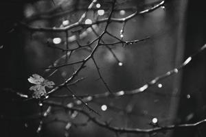autumn branches of a tree dressed in leaves and raindrops shining in the sun photo