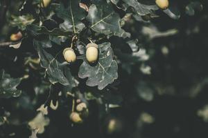 green autumn acorns on the branch of an oak among the leaves photo