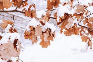 marrón hoja en un árbol rama en contra un antecedentes de blanco nieve en un invierno día en de cerca foto