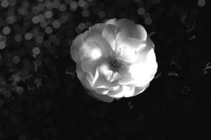 white rose in warm autumn sun in closeup and bokeh photo