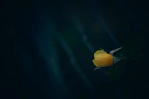 yellow rose in the summer garden on a dark background photo