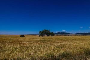 beautiful natural agricultural background wheat in the field warm summer before harvest landscape photo