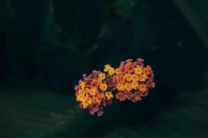 little gentle in the garden on the background of green leaves close-up photo